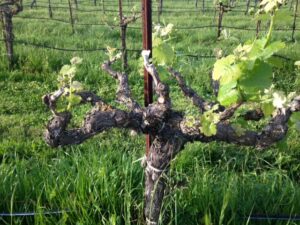 Napa Syrah budbreak March 2015