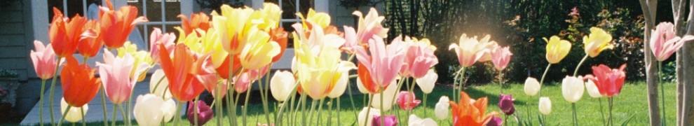 Field of tulips at our 2007 wedding